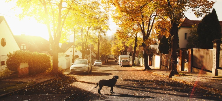 Dog on a street
