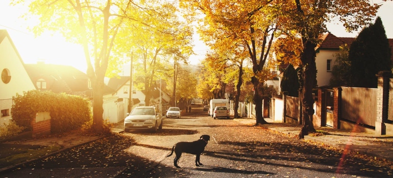 Picture of a dog on the streets of one of the top San Antonio suburbs
